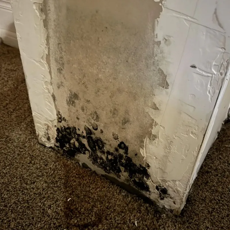 Professional Mold Removal in Calhoun County, AR